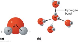 Hydrogen bonding between water molecules