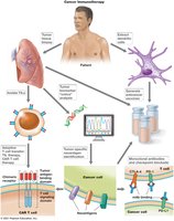 Overview of cancer immunotherapy