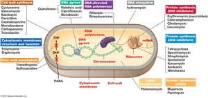 Mechanisms of action of major antibacterial agents