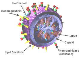 Structure of influenza virus with neuraminidase