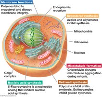 Targets of antifungal agents