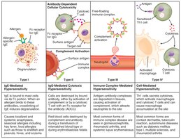 Table summarizing hypersensitivity types and mechanisms