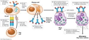 Mechanism of immediate hypersensitivity