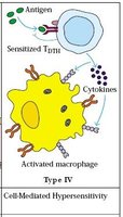 Cell-mediated hypersensitivity mechanism
