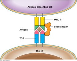 Superantigen binding mechanism