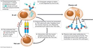 Mechanism of conjugate vaccines