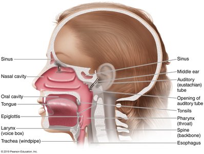 Anatomy of the upper respiratory tract