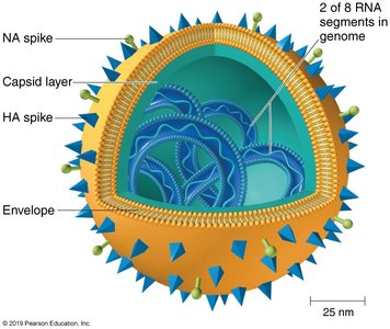 Structure of the influenza virus