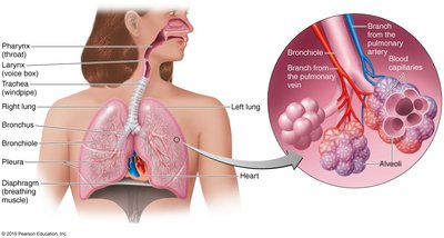 Anatomy of the lower respiratory tract and alveoli