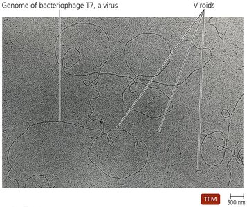 TEM of viroids and viral genome