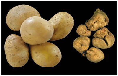 Effect of viroids on potatoes