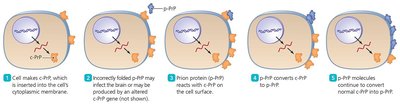 Templating action of prions