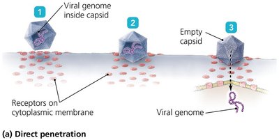 Direct penetration of animal virus