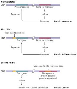Oncogene theory of viral cancer induction