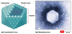 Polyhedral virus structure