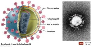 Enveloped virus with helical capsid