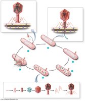 Lytic replication cycle of bacteriophage