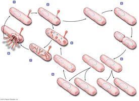 Lysogenic replication cycle in bacteriophages