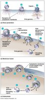 Entry mechanisms of animal viruses