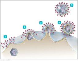 Budding of enveloped virus