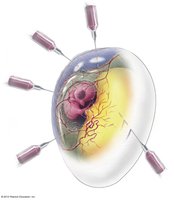 Embryonated chicken egg for virus culture