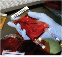 Cell culture for virus propagation