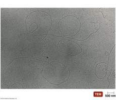 Viroid genome structure