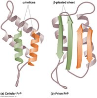 Cellular PrP vs. Prion PrP structure
