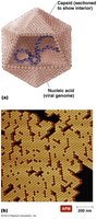 Virion structure: capsid and nucleic acid