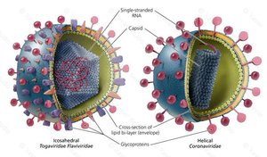 Non-enveloped and enveloped viruses