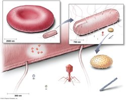 Size comparison of viruses, bacteria, and cells