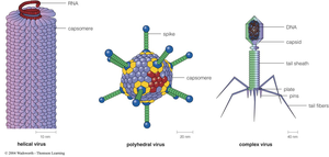 Helical, polyhedral, and complex virus shapes