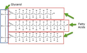 Structure of a triglyceride: glycerol and fatty acids