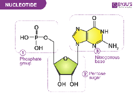 Nucleotide structure: phosphate, sugar, base