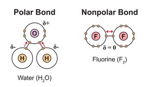 Polar and nonpolar covalent bonds