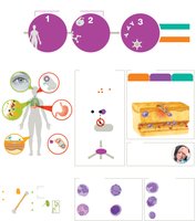 Innate and adaptive immunity summary