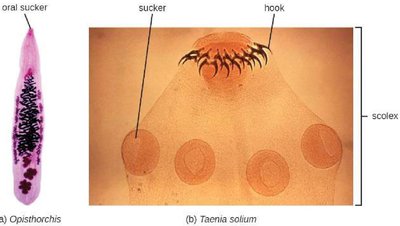 Fluke and tapeworm anatomy