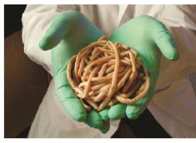 Ascaris worms held in gloved hands