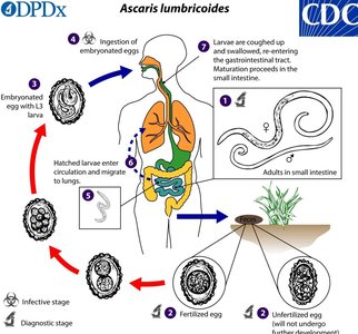 Ascaris lumbricoides life cycle diagram