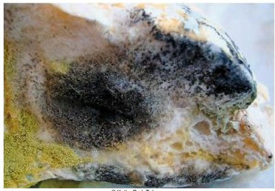 Fungal growth on organic matter