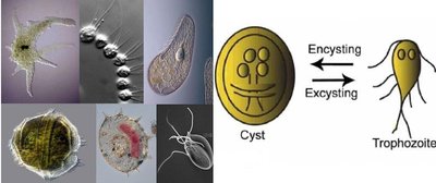 Protozoan diversity and cyst-trophozoite cycle