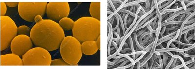 Types of fungal hyphae and yeast cells