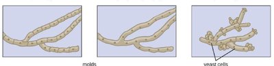 Dimorphism in fungi