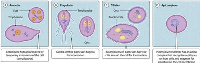 Major groups of protozoa: amoeba, flagellates, ciliates, apicomplexa