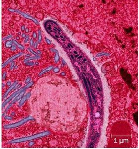 Apicomplexan protozoa under microscope