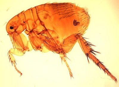 Flea, vector of murine typhus