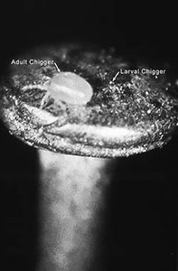 Adult and larval chigger, vector of scrub typhus