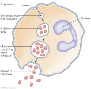 Developmental cycle of Ehrlichia and Anaplasma in leukocytes