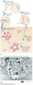 Developmental cycle of Chlamydia: elementary and reticulate bodies
