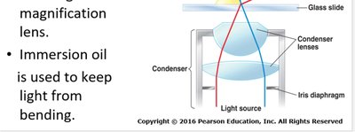 Oil immersion lens diagram